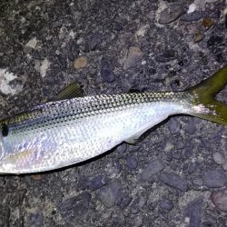 アジ狙いのはずがカサゴラッシュ